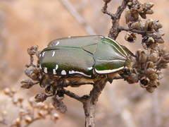 Rhabdotis intermedia