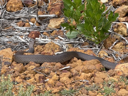 Mainland Dugite sighting