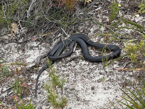 Mainland Dugite sighting