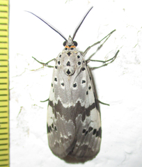 Galtara nepheloptera