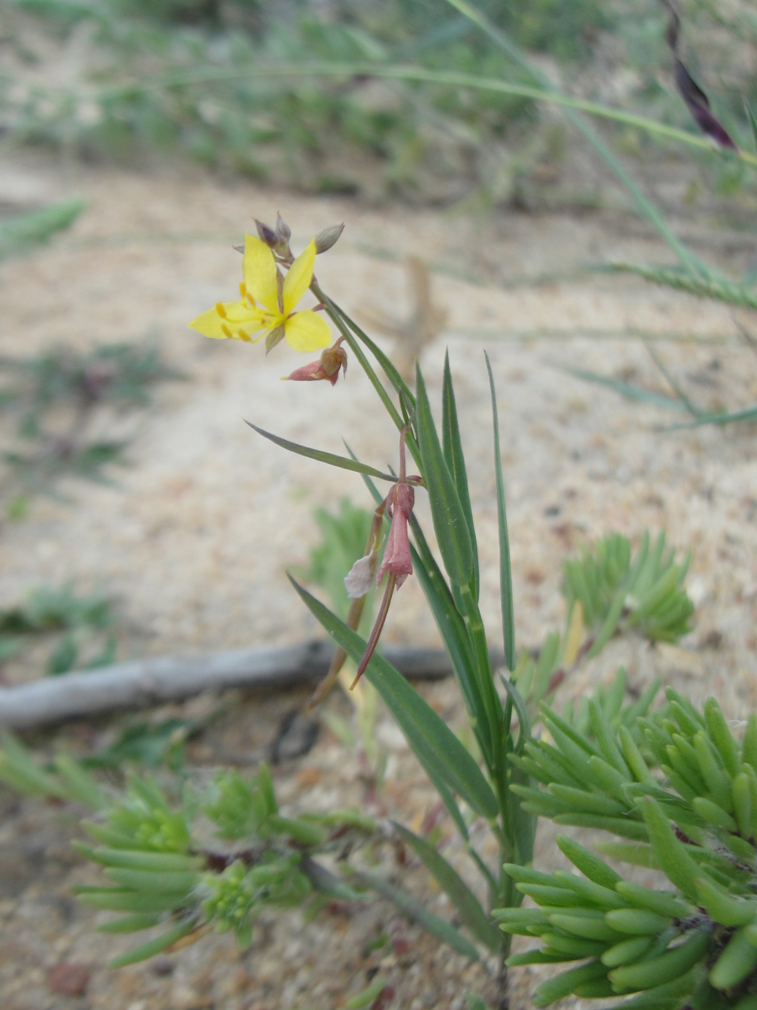 Physostemon lanceolatus