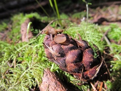 Ciboria rufofusca
