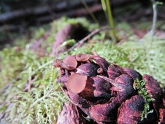 Ciboria rufofusca