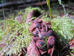 Ciboria rufofusca