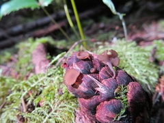 Ciboria rufofusca