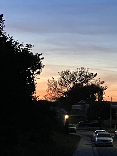 View observation of {o.common_name} on iNaturalist