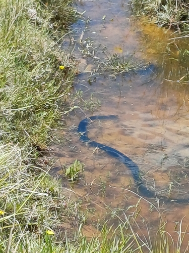 Red-bellied Black Snake sighting