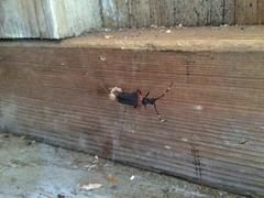 Stictoleptura canadensis