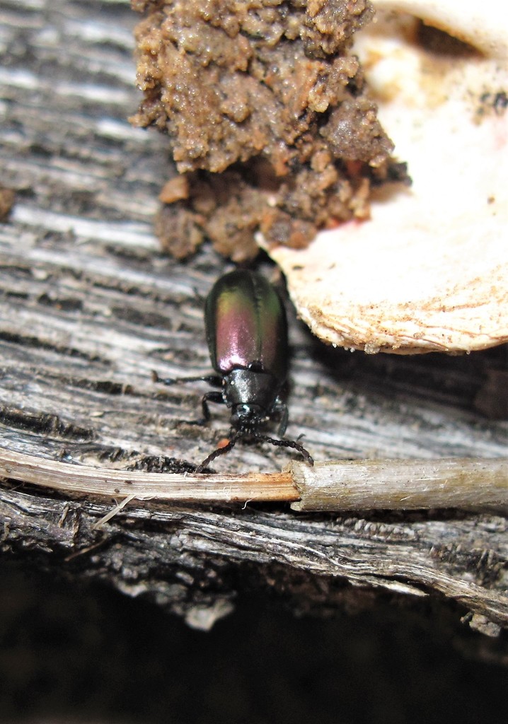 Kuschelina concinna