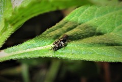 Ellipes minuta