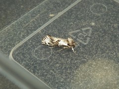 Archaeoses polygrapha