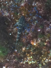 Mauligobius maderensis