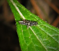 Ellipes minuta