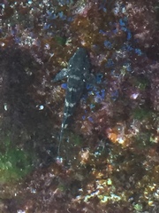 Mauligobius maderensis