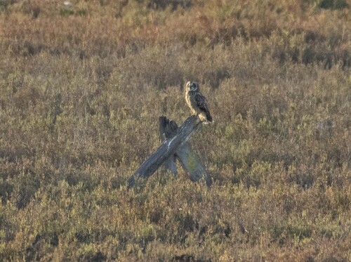 View observation of {o.common_name} on iNaturalist