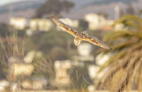 View observation of {o.common_name} on iNaturalist