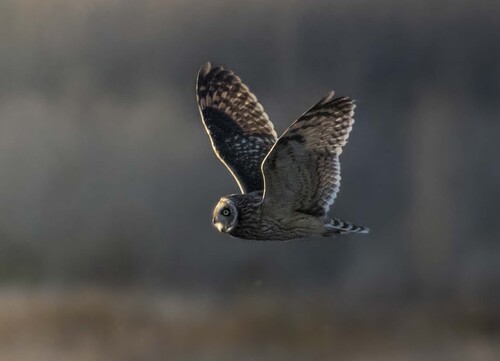 View observation of {o.common_name} on iNaturalist