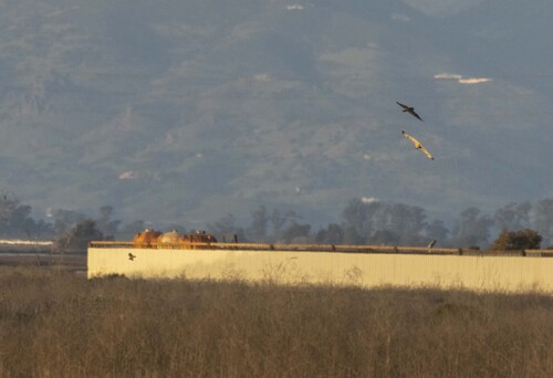 View observation of {o.common_name} on iNaturalist