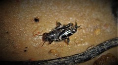 Ellipes minuta