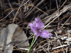 Thysanotus racemoides