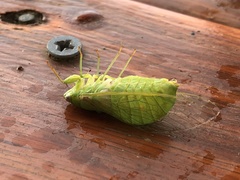 Chlorocysta vitripennis