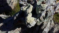 Protoparmeliopsis pinguis