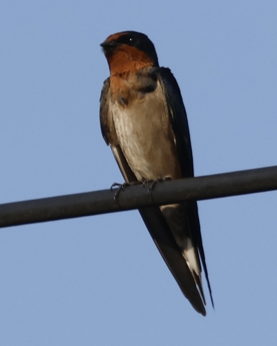iNaturalist image