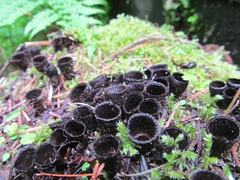 Cyathus helenae