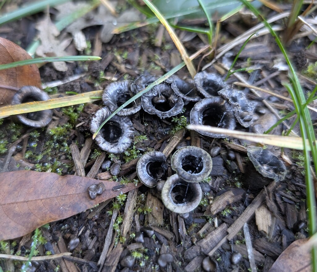 Cyathus olla · November 2025 · photo: © schizoform (iNaturalist, cc-by)