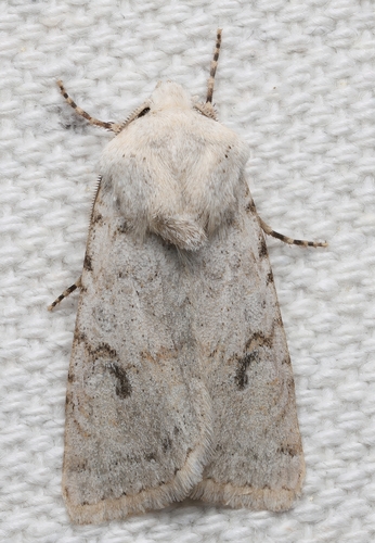Median-banded Dart photo 4