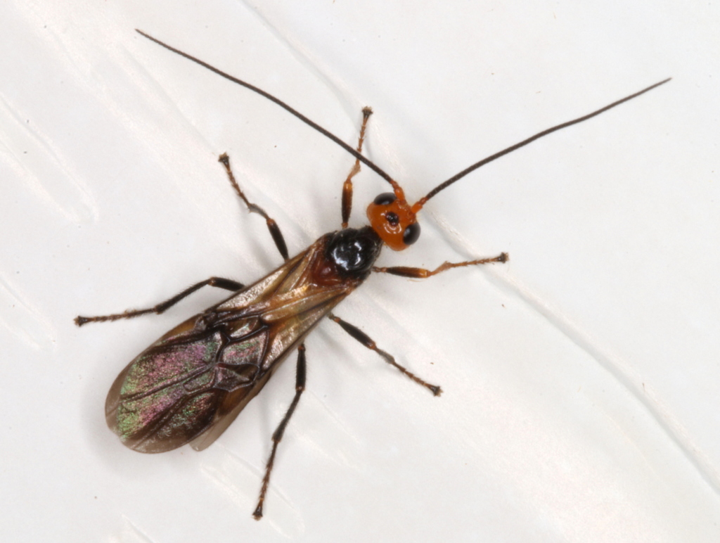 Braconid Wasps from Tinonee NSW 2430, Australia on December 30, 2016 at ...