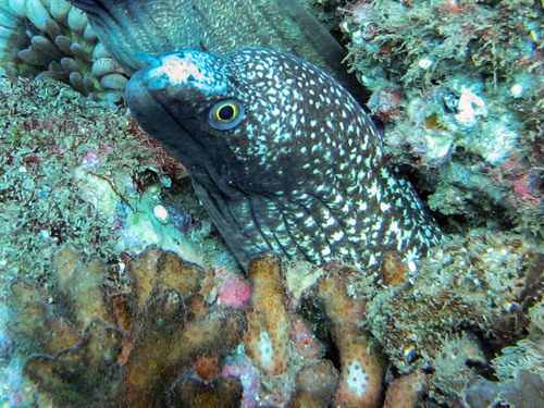 Abbott's eel (Gymnothorax eurostus) — Muraenidae — 5