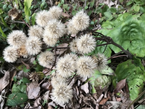 Farfugium japonicum