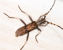 Didymocantha obliqua