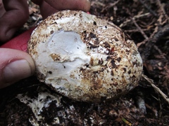 Wolfiporia cocos