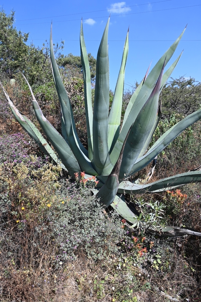 Agave doctorensis