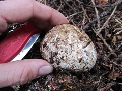 Wolfiporia cocos