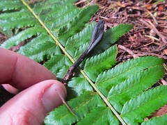 Geoglossum nigritum