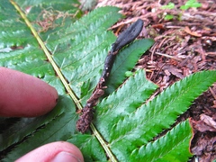 Geoglossum nigritum