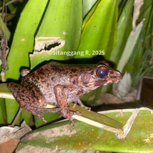 Pulchrana glandulosa