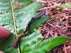 Geoglossum nigritum