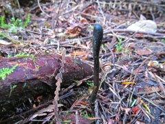 Geoglossum nigritum