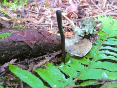 Geoglossum nigritum
