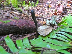 Geoglossum nigritum