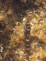 Mauligobius maderensis