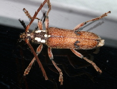 Strongylurus thoracicus