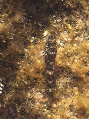 Mauligobius maderensis