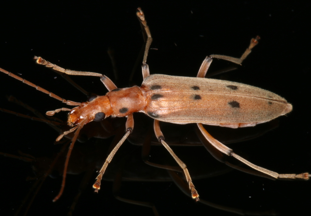 Spotted lax beetle