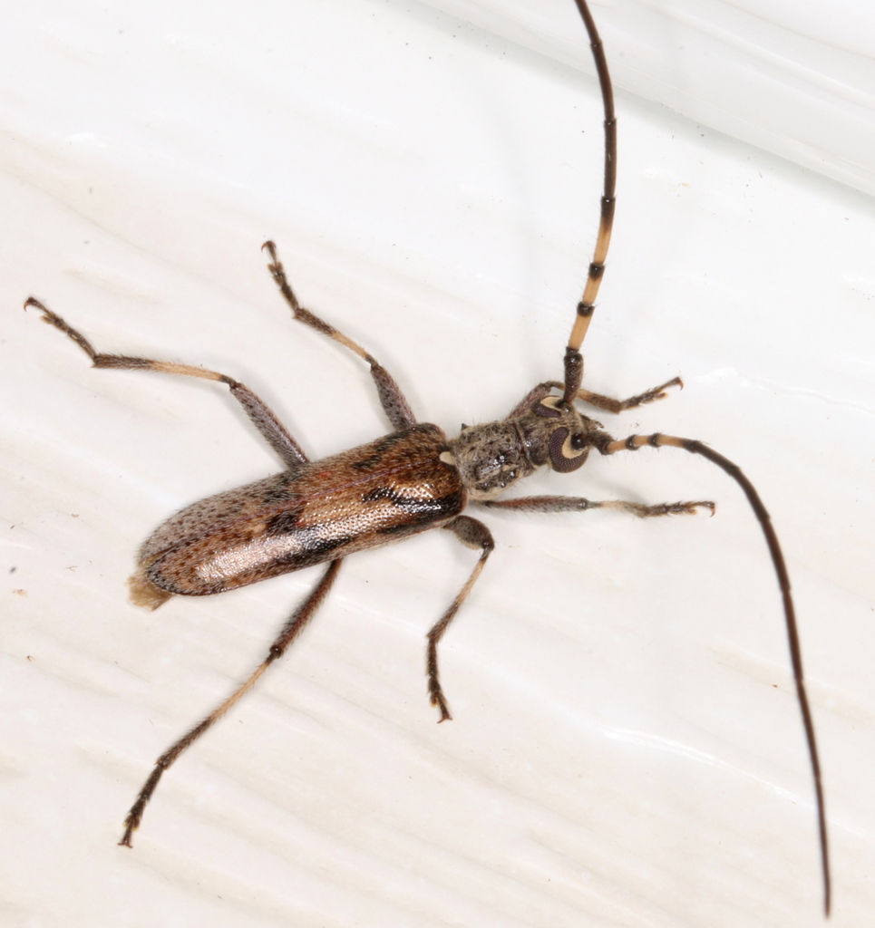 Didymocantha