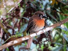 Malacoptila mystacalis